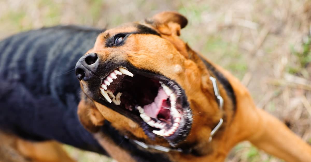 Case Spotlight: Dog Attack Jury Verdict of $205,000.00